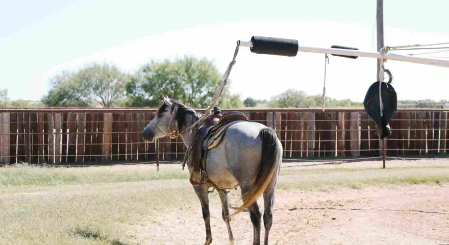 Cheval gris sellé, prêt à être attaché à un marcheur pour chevaux. L'équipement est visible, suggérant comment fabriquer un marcheur pour chevaux.