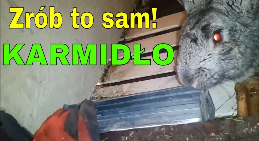 Jak zrobić karmidło zasypowe dla królików - proste i tanie rozwiązania
