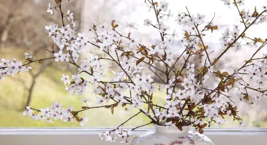 Zarte Barbarazweige mit weißen Blüten in einer Vase vor einem Fenster. Sie sind ein Symbol für Hoffnung und Neuanfang im Frühling.