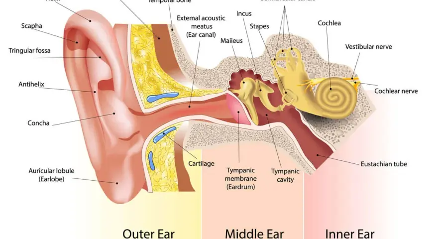 Schéma de l'oreille montrant comment fonctionne une oreille : pavillon, conduit auditif, tympan, osselets, cochlée et nerfs.