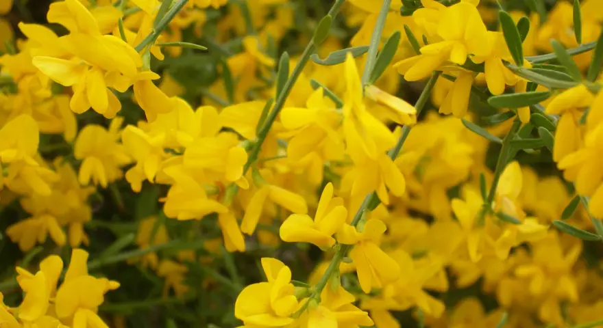 Nahaufnahme von leuchtend gelben Ginsterblüten. Die zarten Blüten bedecken fast das gesamte Bild, einige grüne Zweige sind sichtbar.