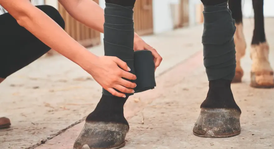 Une personne bande la jambe d'un cheval pour prévenir la tendinite.