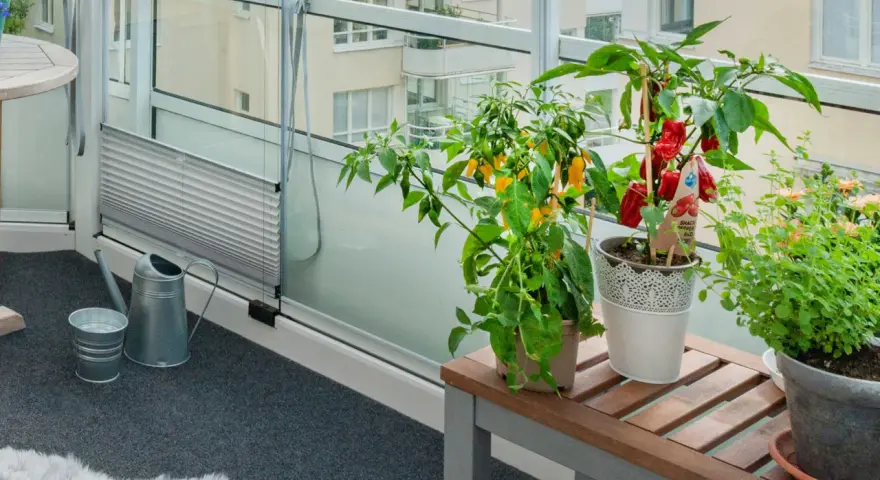 Odla på balkong: chiliplantor med röda och gula frukter, örter och en vattenkanna på en inglasad balkong.