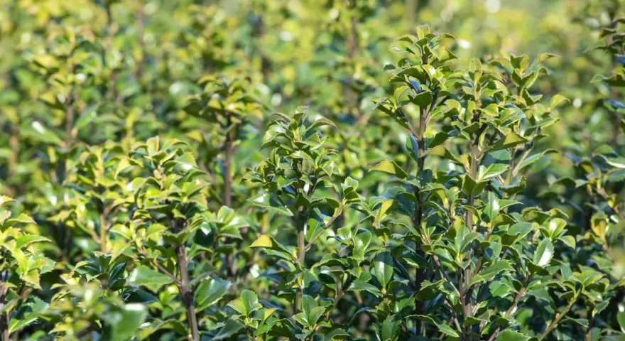 Dichte grüne Ilex-Pflanzen, bereit für den Rückschnitt. Die Blätter glänzen im Sonnenlicht.
