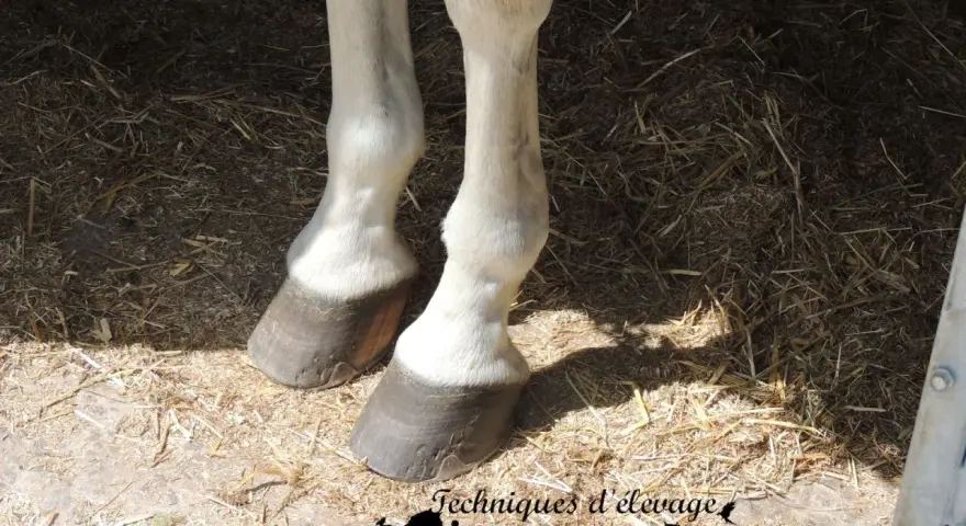 Pieds d'un cheval sur la paille, montrant les sabots. Une attention particulière est portée aux membres, potentiellement affectés par la maladie naviculaire.