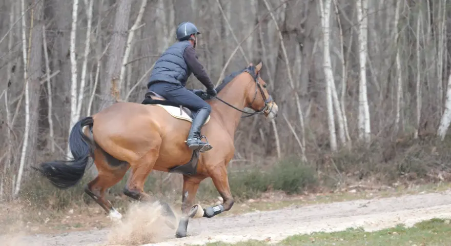Un galopeur cheval brun, monté par un cavalier en tenue d'équitation, s'élance sur un chemin sablonneux, soulevant la poussière dans une forêt aux arbres fins.