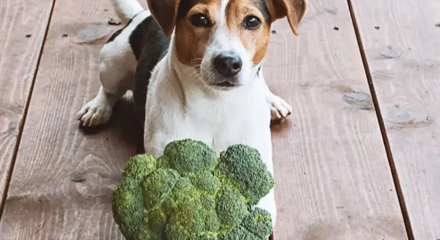 Jack Russell z brokułem na drewnianej podłodze. Czy pies może jeść brokuły? Ten psiak wygląda na zaintrygowanego.