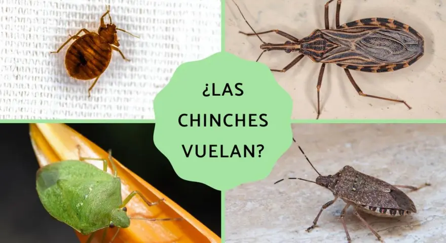 ¿Las chinches vuelan? Se muestran cuatro tipos: chinche de cama (no vuela), chinche besucona (sí vuela), chinche verde (sí vuela) y chinche asiática (sí vuela).
