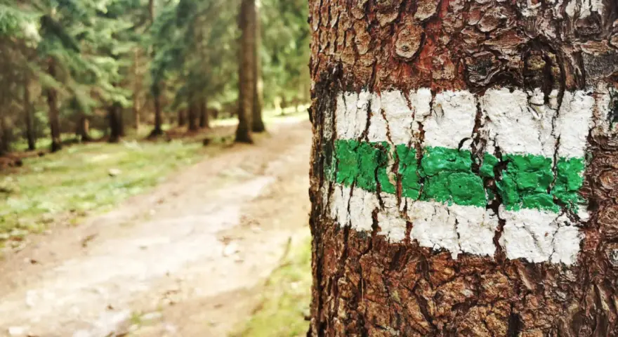 Zielony szlak na drzewie zapowiada trudność szlaków górskich. Leśna ścieżka wzywa do wędrówki.