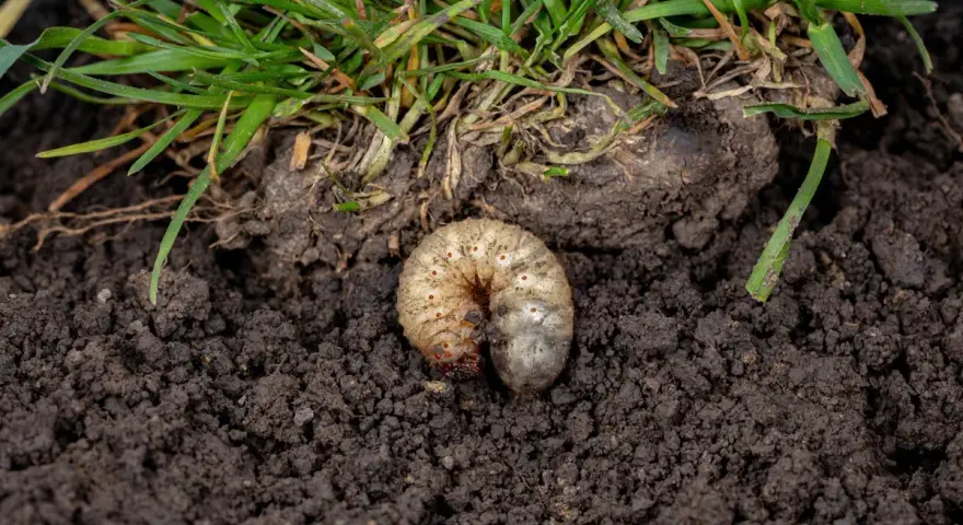 Pędrak, larwa chrząszcza, w ziemi pod trawą. Nicienie na pędraki mogą pomóc w walce z tym szkodnikiem.