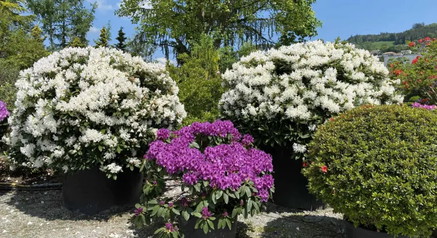 Prächtige Rhododendron-Pflanzen in Weiß und Lila blühen üppig in großen Töpfen.