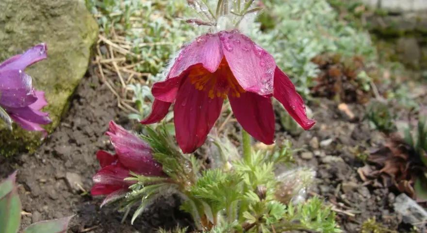 Fioletowe i bordowe kielichy krokusów, chronione przez naturę, pokryte kroplami rosy.