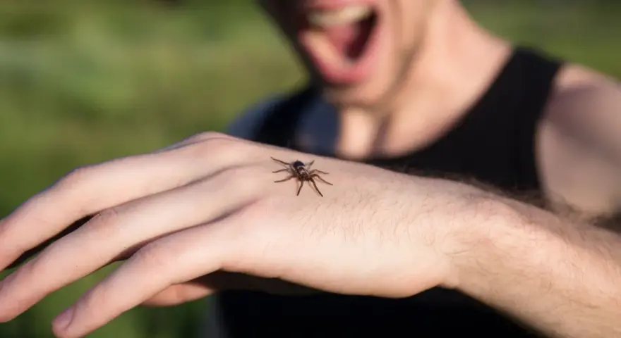 Lęk przed pająkami? Arachnofobia: Przyczyny, objawy, leczenie