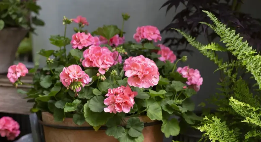 En kruka med rosa pelargoner som blommar frodigt. En perfekt plantering att toppa pelargon med.