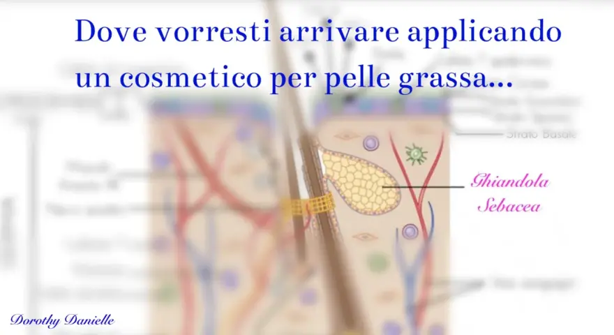 Illustrazione anatomica della pelle, con focus sulla ghiandola sebacea, per un efficace trattamento pelle grassa.