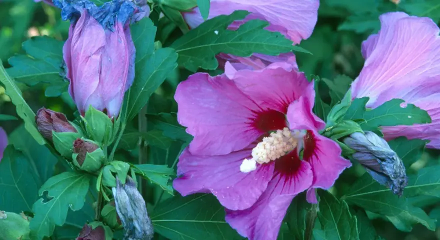 Hibiscus roses en pleine floraison, certaines fanées, prêtes pour quand tailler hibiscus.
