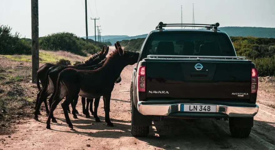 Stado osłów na drodze na Cyprze, gdzie obowiązuje ruch lewostronny. Jeden z osłów zagląda do pickupa Nissan Navara.