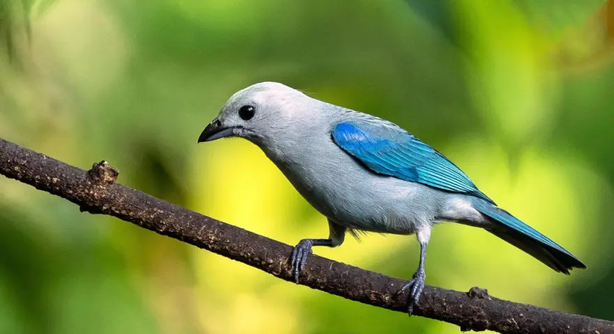 Pájaro azul y gris posado en una rama, listo para su canto de aves.