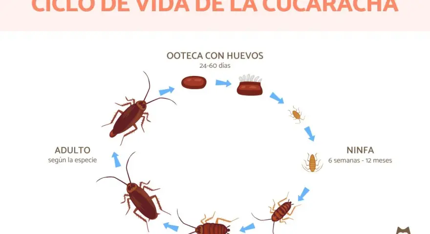 Ciclo de vida de la cucaracha: ooteca con huevos (24-60 días), ninfa (6 semanas-12 meses) y adulto. Así se responde a cuanto tarda en nacer una cucaracha.