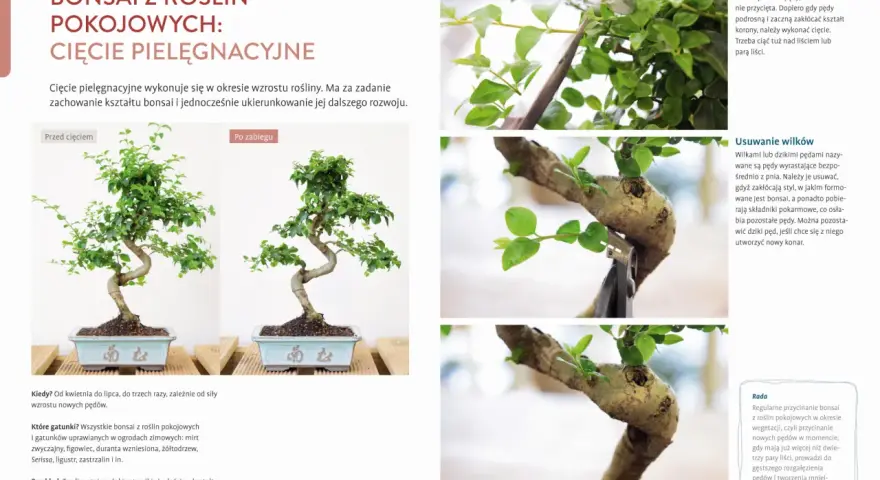 Jak zrobić drzewko bonsai? Przycinanie pędów, usuwanie wilków i formowanie korony to kluczowe etapy pielęgnacji.