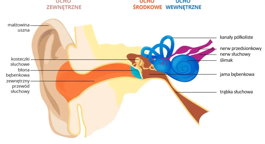 Schemat budowy ucha z zaznaczonymi częściami: małżowina, przewód słuchowy, błona bębenkowa, kosteczki, ślimak, kanały półkoliste.