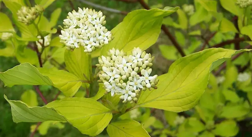 En olvon buske med kluster av små vita blommor och ljusgröna blad.