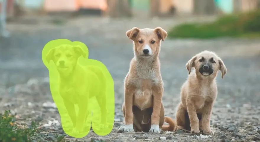 Trzy szczenięta siedzą na ziemi. Jedno z nich jest zaznaczone zielonym obrysem, jakby przygotowywano je do wycinania obrazu.
