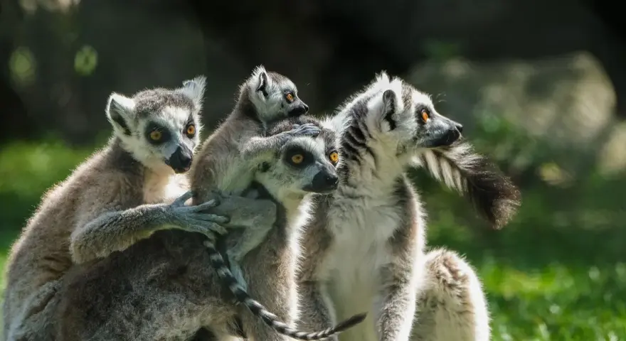 Rodzina lemurów wesoło bawi się w lemur park rumia.