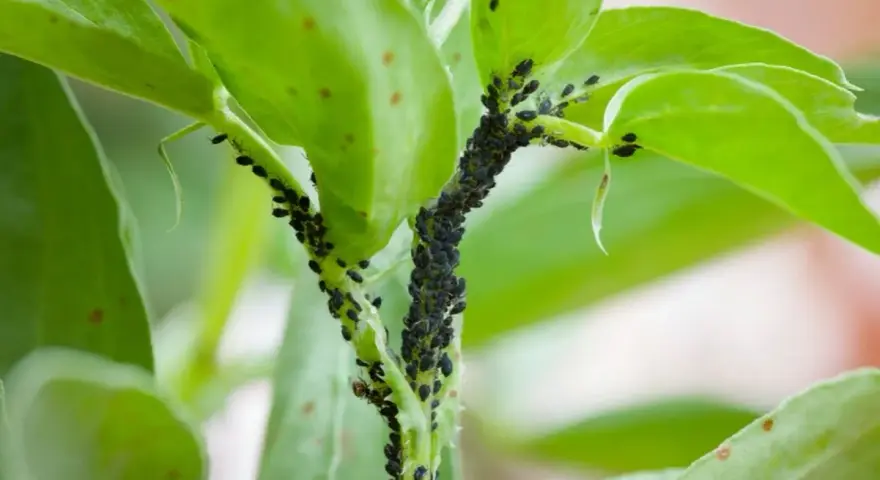 Una plaga de pulgones negros cubre el tallo y las hojas de una planta verde.