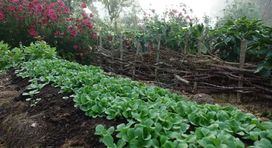 Rader av späda plantor för vintersallad odla i en dimmig trädgård. Bakom syns en flätad trädstam och rosa blommor.