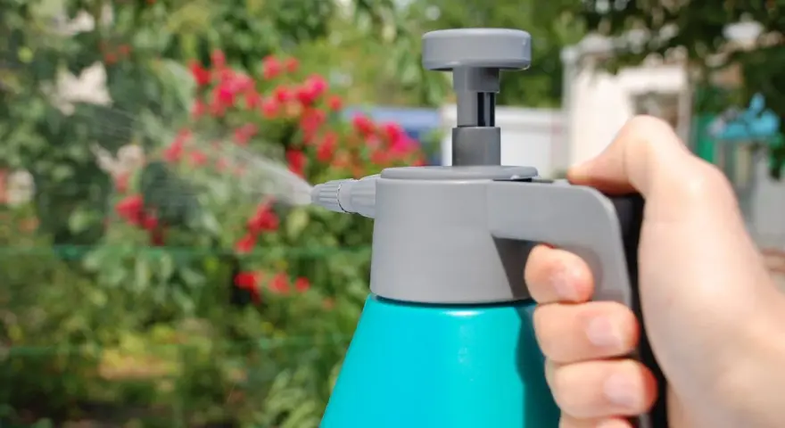 Mano sujetando un pulverizador azul y gris, rociando agua sobre un arbusto con flores rojas. Se puede fumigar en floración para proteger las plantas.