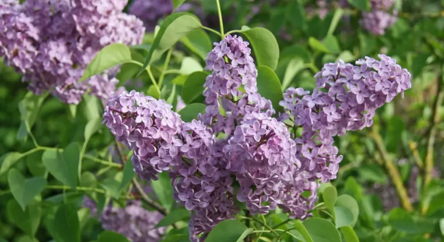 Zarte lila Blütenrispen des Flieders, ideal, um den Duft im Garten zu vermehren.