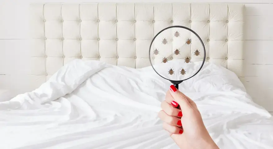 Una mano con uñas rojas sostiene una lupa sobre una cama, mostrando **pulgas en la cama síntomas** de infestación.