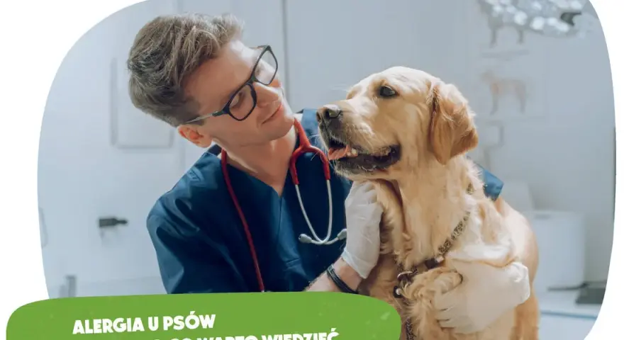 Alergia na psa objawy – rozpoznaj objawy i uniknij problemów zdrowotnych