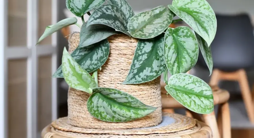 Scindapsus pictus 'Exotica' w plecionym koszu, z charakterystycznymi, srebrzystymi plamami na liściach. Różne odmiany scindapsusa zachwycają wzorami.
