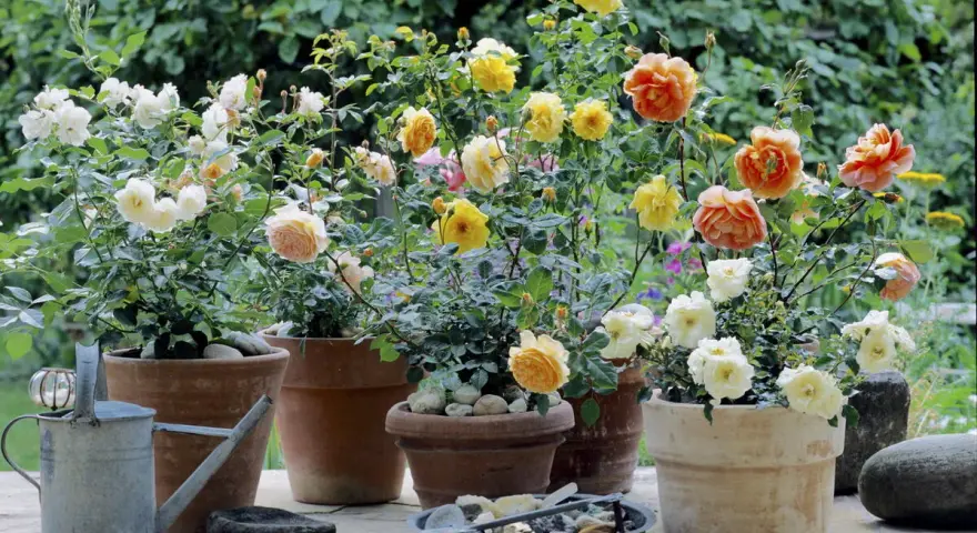 Blühende Rosen im Garten, in verschiedenen Töpfen arrangiert. Zarte Pfirsich-, Gelb- und Cremetöne erfreuen das Auge.