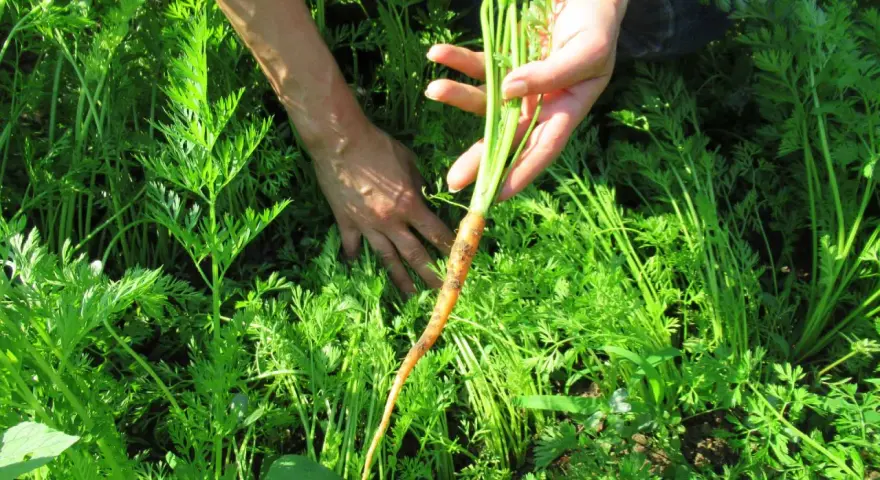 Mani che raccolgono una carota fresca dal campo, un momento perfetto quando si raccolgono le carote.