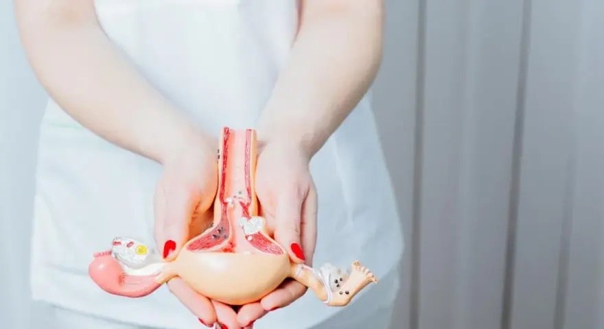 Model anatomiczny narządów rodnych kobiety trzymany w dłoniach.