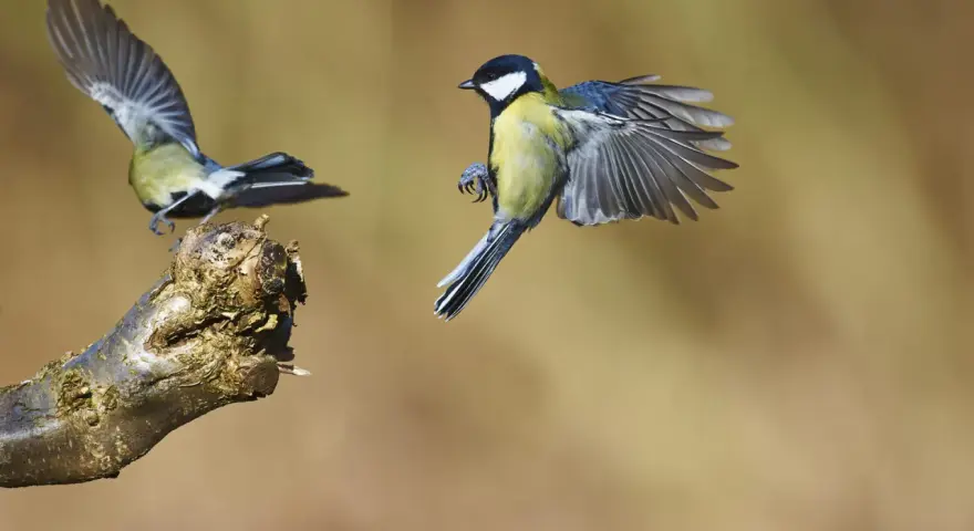 Un carbonero común despega de una rama, sus alas extendidas capturan el aire. Otro carbonero común vuela en el fondo.