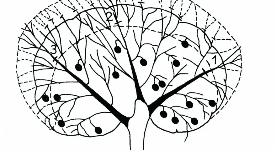 Schema di un albero di agrumi con frutti e indicazioni per la potatura. Il periodo ideale per la potatura agrumi è fondamentale per la salute della pianta.