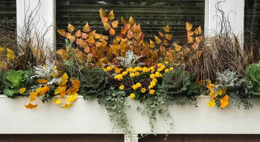 Herbstliche Bepflanzung in einem 80 cm Blumenkasten: gelbe Chrysanthemen, Gräser, Zierkohl und Herbstlaub.