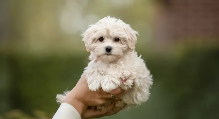 Maltipoo włosy czy sierść – poznaj prawdę o ich pielęgnacji