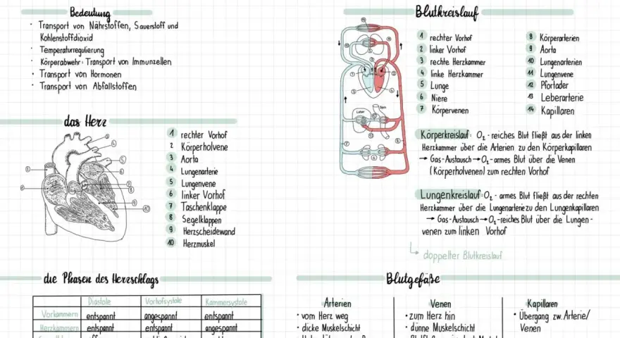 Umfassendes Unterrichtsmaterial für Biologie: Herz und Blutkreislauf
