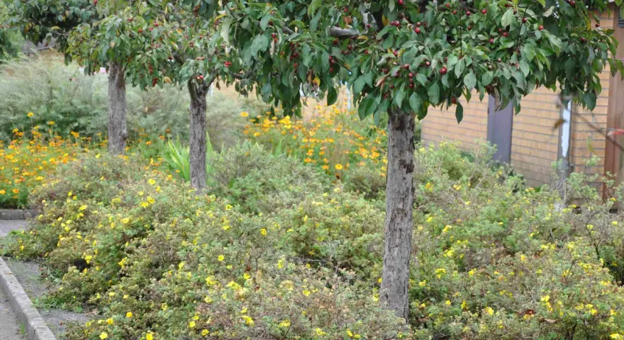 Träd med röda bär och buskar med gula blommor, en falsk akacia i bakgrunden.