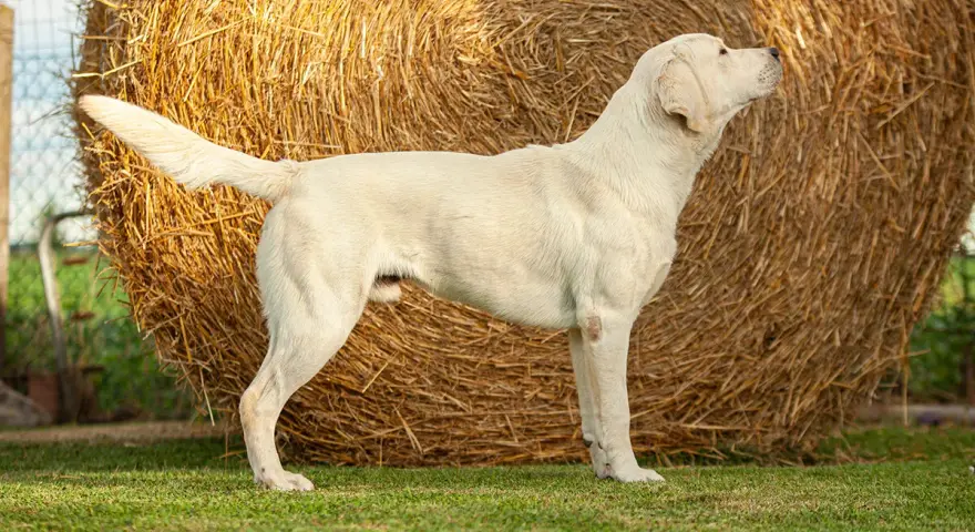 Biały labrador stoi przed belą siana. Dorosły labrador waży zazwyczaj od 25 do 36 kg.