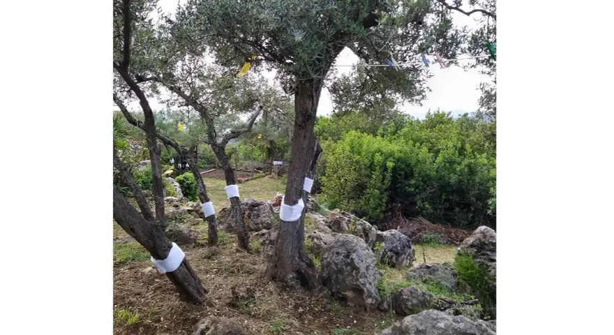 Ulivi con fasce bianche sui tronchi, forse per proteggerli da parassiti o come parte di oziorrinco rimedi naturali.