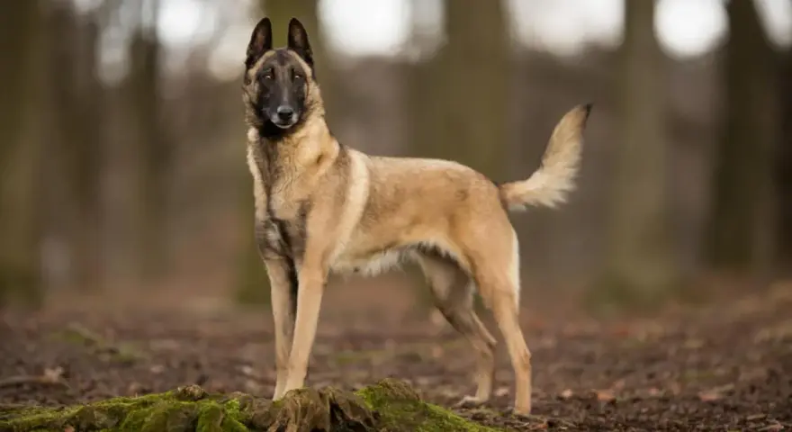 Un magnifique chien malinois, au pelage fauve et au masque noir, se tient fièrement dans une forêt automnale.