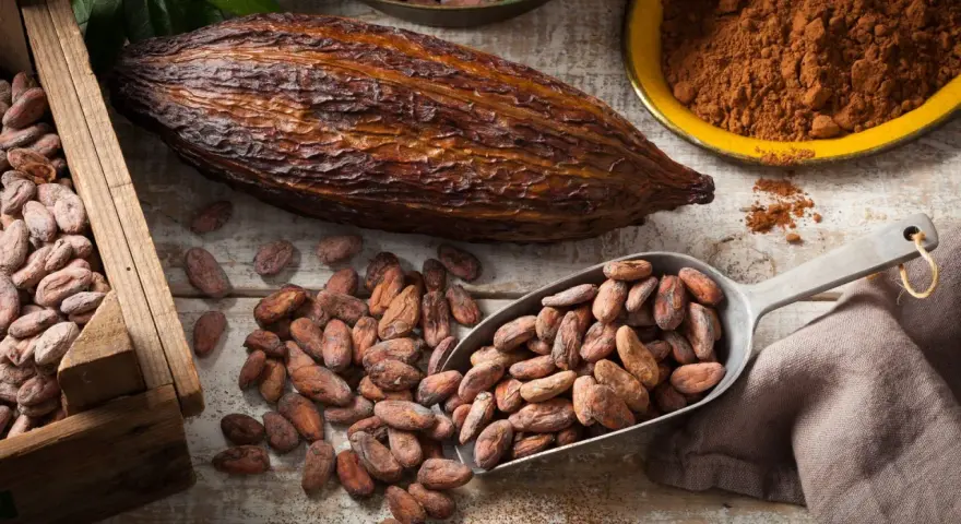 Kakao gesund: Kakaobohnen in Holzkiste, auf Löffel und verstreut, daneben eine Kakaofrucht und Kakaopulver.