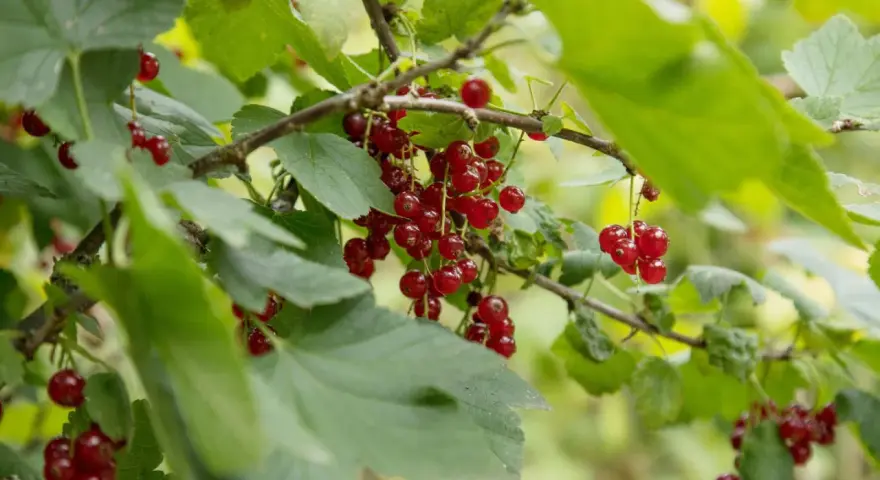 Reife Johannisbeeren hängen an Zweigen. Diese kleinen roten Früchte sind nicht nur lecker, sondern auch sehr gesund.