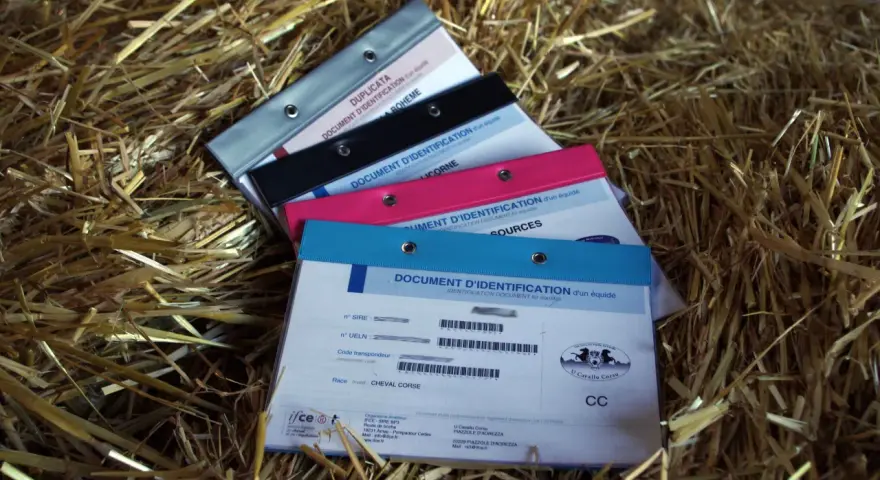 Documents d'identification pour chevaux, avec des informations SIRE et UELN. Ces documents sont essentiels pour le suivi et la gestion des équidés.